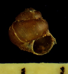 Image of Pupisoma macneilli