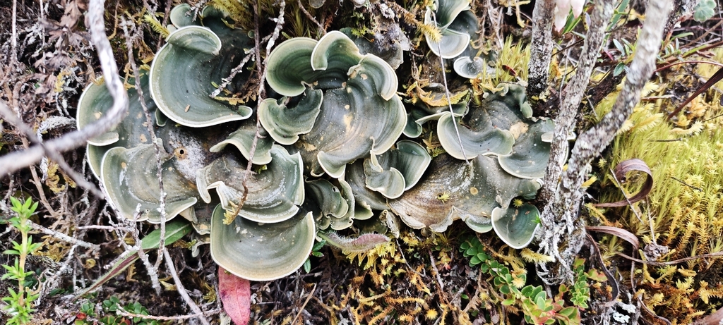 Cora glabrata · October 2025 · photo: © dimitribrosens (iNaturalist, cc0)