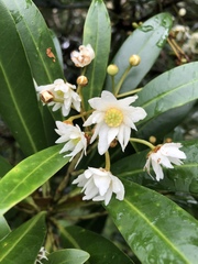 Drimys granadensis