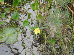Ludwigia octovalvis
