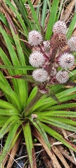 Eryngium humboldtii, photograph author not stated, no rights reserved