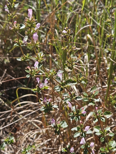 Georgia calamint (Clinopodium carolinianum)