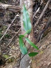 Parsonsia brownii