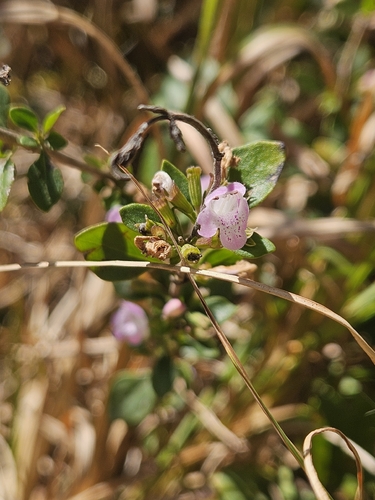 Clinopodium carolinianum, photograph 4