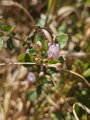 willingarden, CC BY, iNaturalist via GBIF Clinopodium carolinianum, photograph willingarden, CC BY, iNaturalist via GBIF