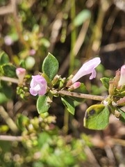 willingarden, CC BY, iNaturalist via GBIF Clinopodium carolinianum, photograph willingarden, CC BY, iNaturalist via GBIF
