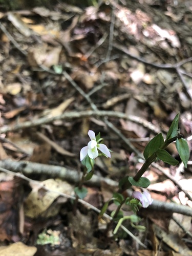 three birds orchid (Triphora trianthophoros)