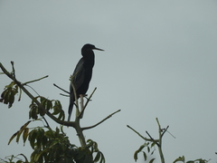 Anhinga anhinga