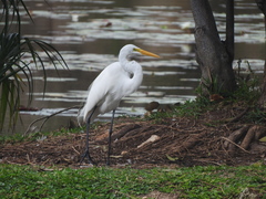 Ardea alba