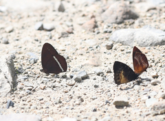 Lymanopoda albocincta