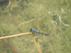 Micrathyria aequalis