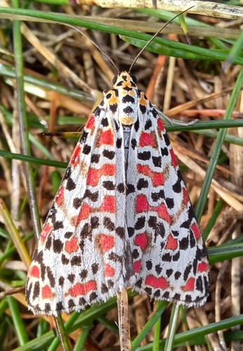 Utetheisa pulchella