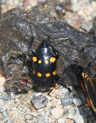 Nicrophorus didymus