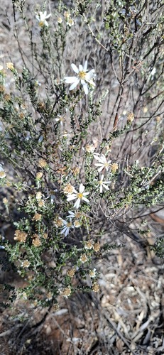 Showy Daisy-bush