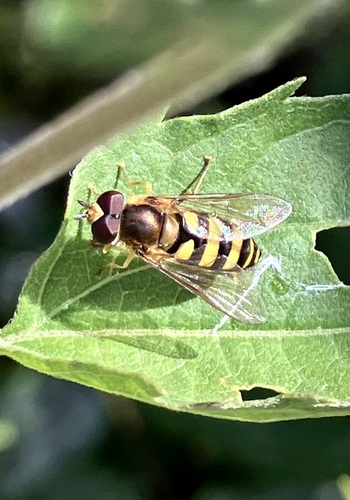 Unknown species found near Germantown, MD, USA