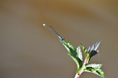 Acanthagrion