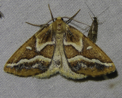 Caripeta angustiorata