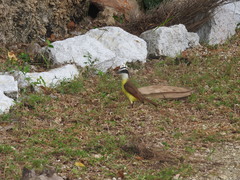 Pitangus sulphuratus