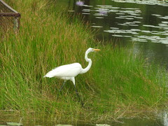 Ardea alba
