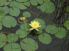 Nymphaea mexicana