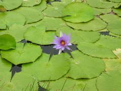Nymphaea elegans