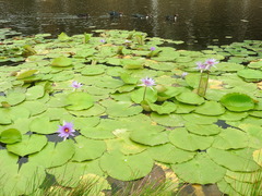 Nymphaea elegans