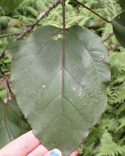 Hibiscus waimeae, photograph 3