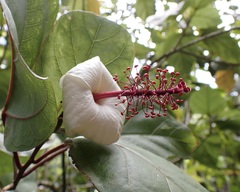 Hibiscus waimeae, photograph (c) Thomas Irvine, some rights reserved (CC BY)