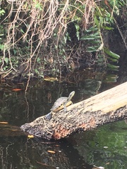 Pseudemys peninsularis