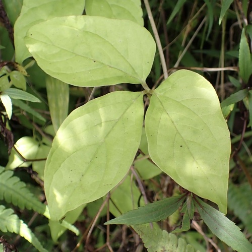 Fiveleaf Yam (Dioscorea pentaphylla)