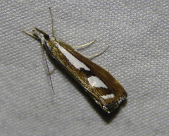 Catoptria latiradiellus