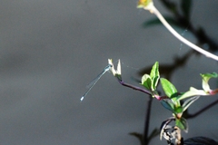 Acanthagrion