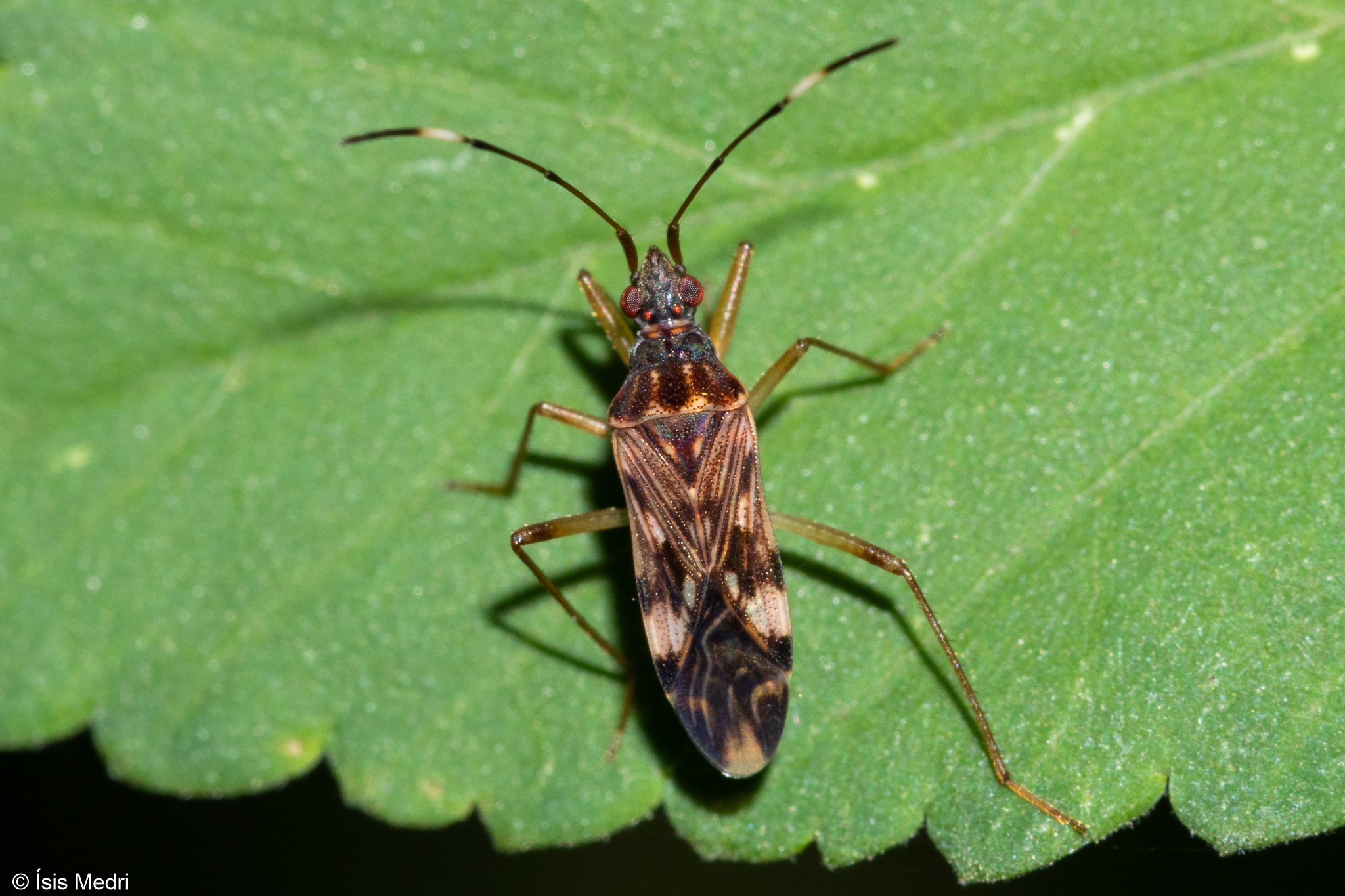 Ozophora