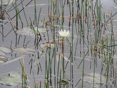 Nymphaea ampla