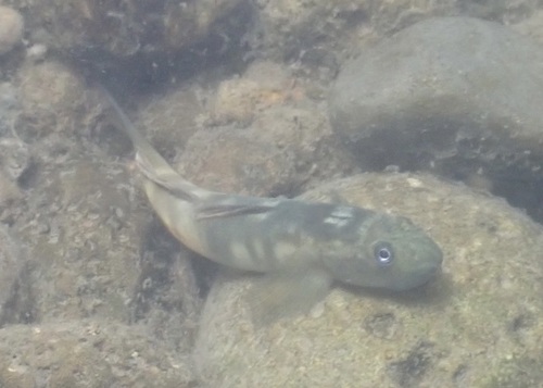 Oopu Alamoo (Lentipes concolor) — Gobiidae — 3