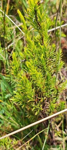 Hypericum juniperinum, photograph 6