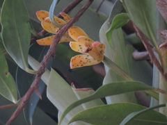 Maxillaria porrecta
