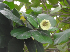 Amphitecna latifolia