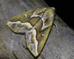 Caripeta angustiorata