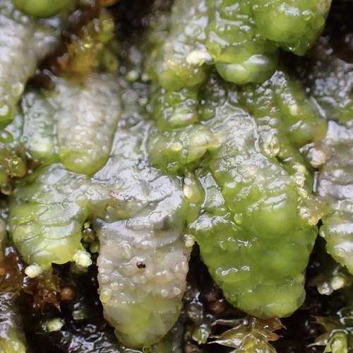 Radula acutangula, 2025-06-14