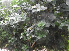 Amphitecna latifolia