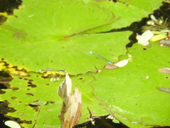 Neoerythromma cultellatum