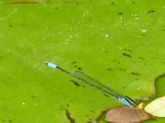 Neoerythromma cultellatum