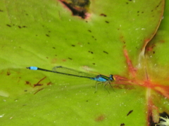 Neoerythromma cultellatum