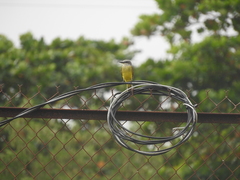 Tyrannus melancholicus