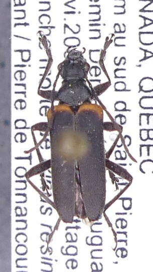 Acmaeops discoideus