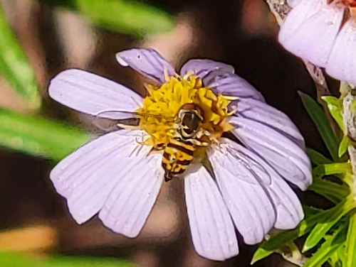 Unknown species found near Milford, NH 03055, USA