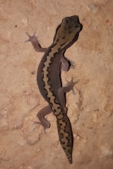 Diplodactylus vittatus