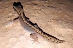 Diplodactylus vittatus