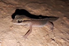 Diplodactylus vittatus